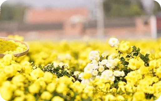 菊花面積1000余畝